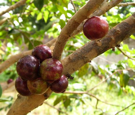 Jabuticaba: Fruit of a Different Sort - Plant Talk