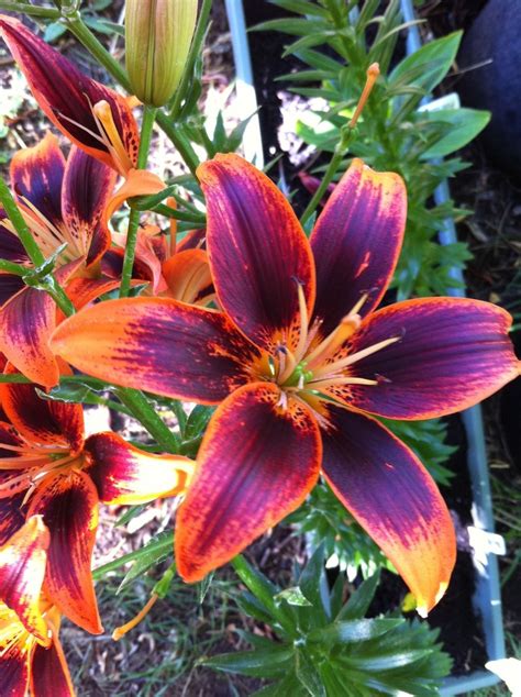 Photo of Lily (Lilium 'Starlette') | Tiger lily flowers, Flower garden ...