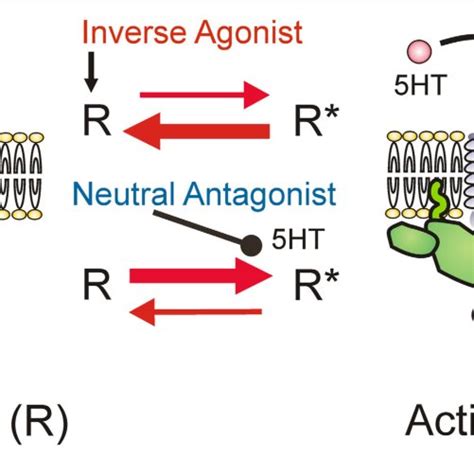 Antagonists Vs Agonists