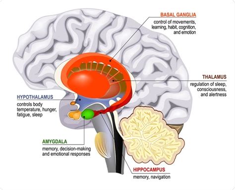 Limbic system. Cross section of the human brain. Mammillary body, basal ganglia, pituitary gland ...