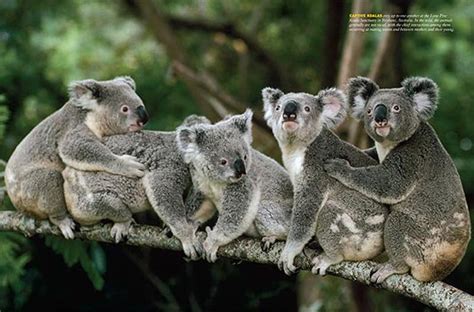 Koala Wallpaper - Pets Cute and Docile