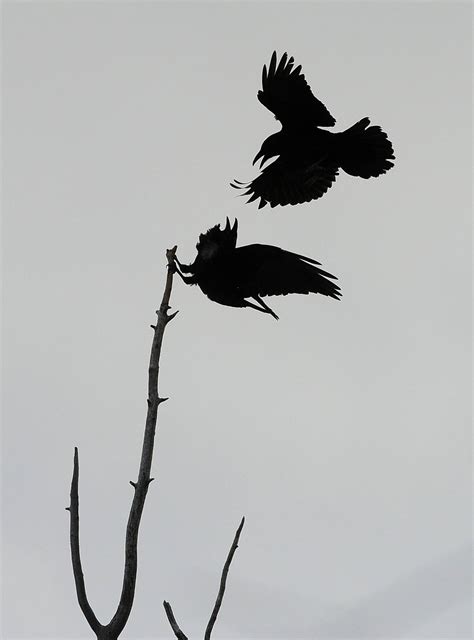 A bird for all seasons: the case for the raven as an Alaska symbol ...