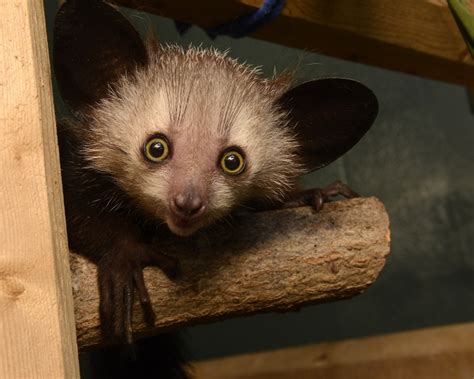 Endangered Aye-Aye Born at Duke Lemur Center - ZooBorns