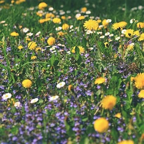 Free Photo | "colorful meadow with flowers"