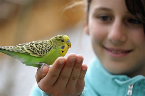 How to Care for a Pet Parakeet