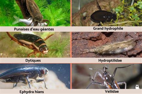 Insecte AQUATIQUE - LISTE et CARACTÉRISTIQUES