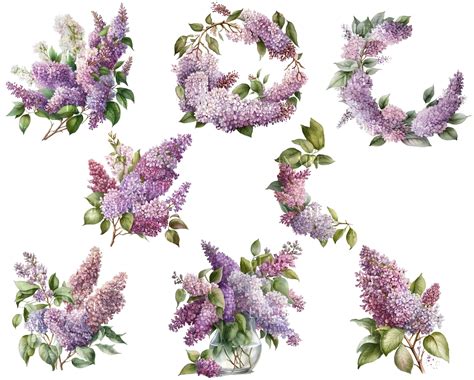 Watercolor Lilac Clipart, Watercolor Lilac, Purple Lilacclipart, Watercolor Spring Flowers ...