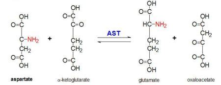 Aspartate Aminotransferase - Proteopedia, life in 3D