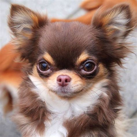 801 best Chihuahua puppies & adults. Chi-Chi cuteness! images on Pinterest | Cubs, Doggies and Pup