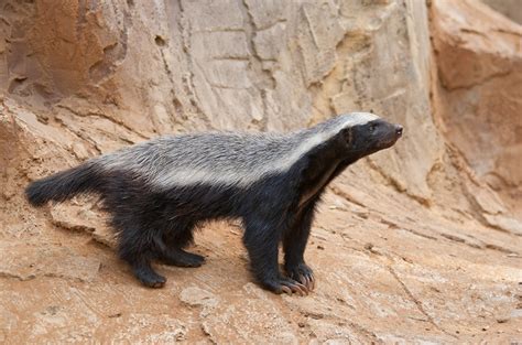 10 Cool things about the honey badger | AnimalTalk