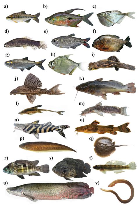 Ecuador ha ignorado a sus peces de agua dulce y hoy están en grave peligro