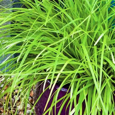 15 of the Best True Sedge Plant Varieties for the Home Garden