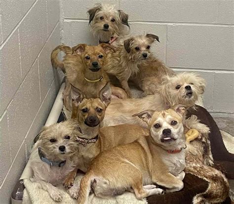 Humane Society Saves 80 Dogs From Ohio House in its Largest Rescue