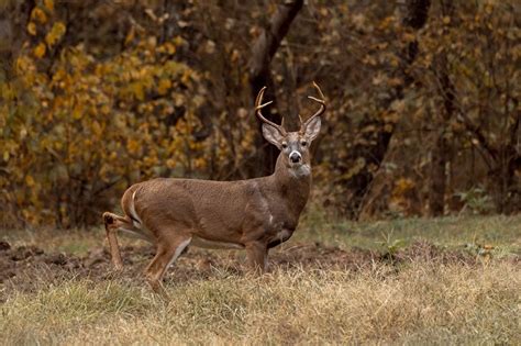 Proper Handling of Deer Meat - WVDNR