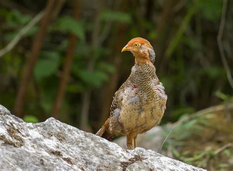 The Golden Pheasant - 10,000 Birds