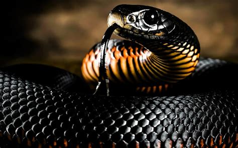 HD wallpaper: red bellied black snake | Wallpaper Flare