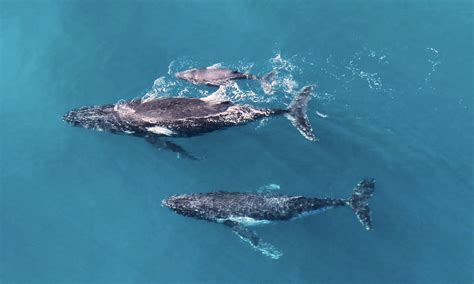 Humpback whale males escort females giving birth, but it can get chaotic