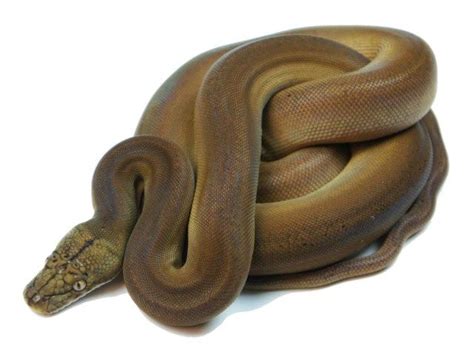 10 Beautiful Reticulated Python Morphs - ReptileWorldFacts | Reticulated python morphs ...