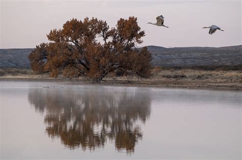 Bosque del Apache - Fine art photography by Weaver Cameron Barksdale