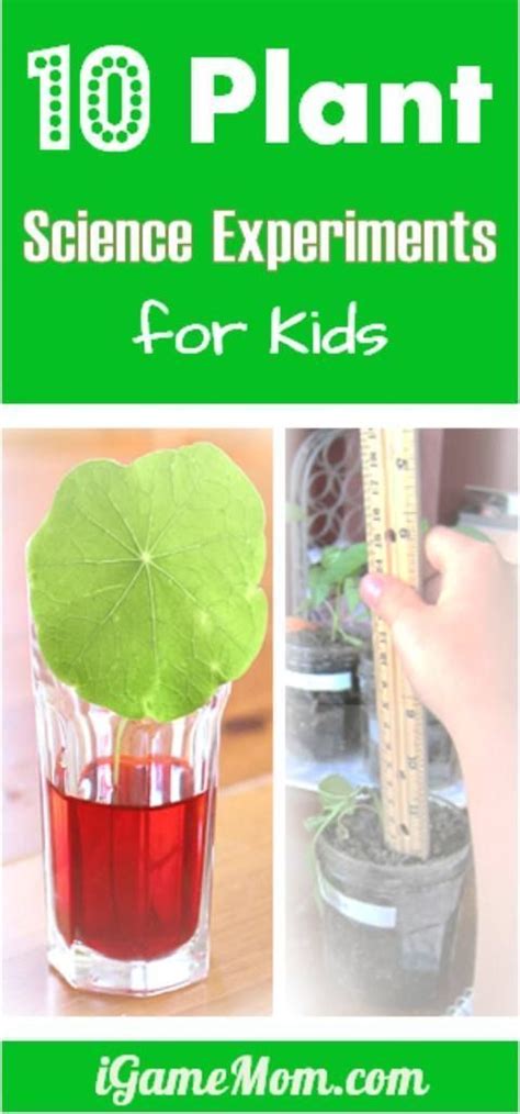 10 Plant Science Experiments for Kids | Kitchen science, Fair projects and Science fair