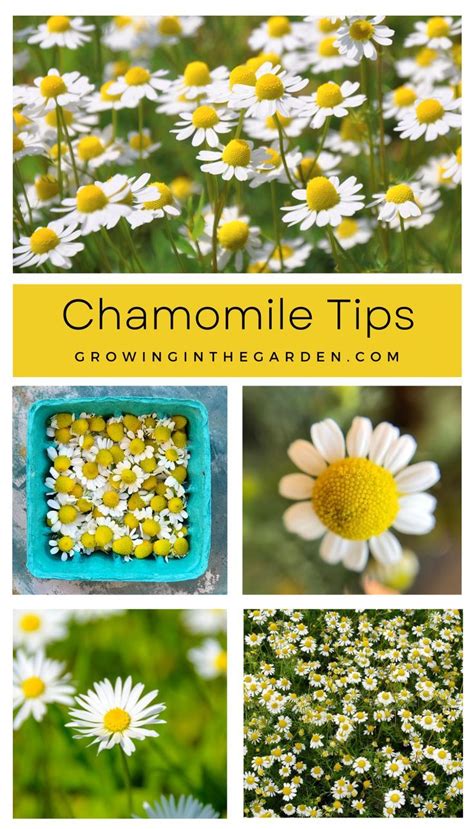 How to Grow Chamomile: 5 Tips for Growing Chamomile | Chamomile growing, Medicinal herbs garden ...