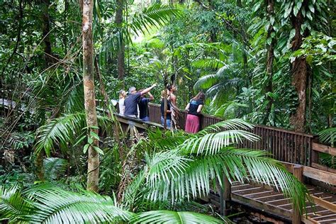 Full Day Daintree Rainforest and Mossman Gorge Tour Port Douglas