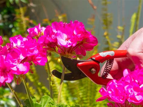 Pruning Geraniums - How To Pinch Geraniums For Better Growth