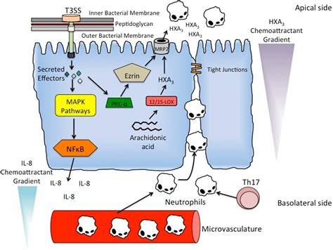 Frontiers | Mucosal Inflammatory Response to Salmonella typhimurium ...