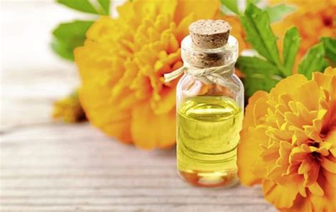 Tagetes Essential Oil Treats Convulsions, Cramps, And Spasmodic Coughs