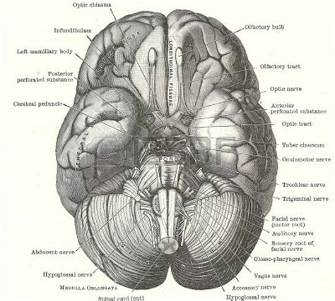 Dissezione del cervello umano - base del cervello e dei nervi cranici, da un manuale di anatomia ...