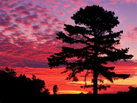 Silhouetted Pine At Sunset, Kentucky | Nature photographs, Tree images, Nature