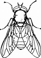Horse fly  Openclipart sketch template
