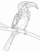 Hornbill Coloring Pages  Free Printable For Kids sketch template