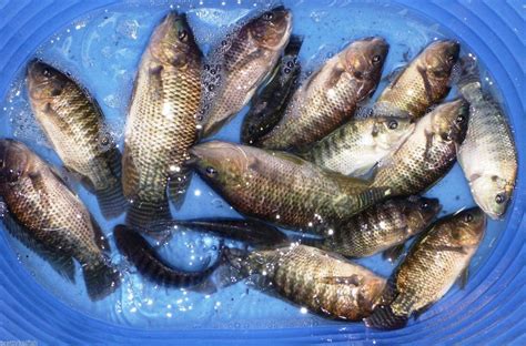 8 Lot BroodStock Live Blue Tilapia 5 Female 3 Male Free Overnight Shipping - Pretty Koi Fish, LLC