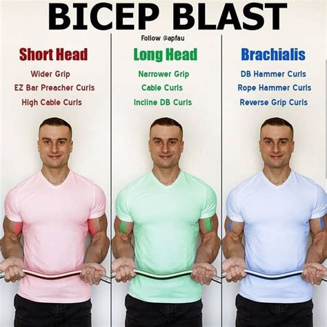 The bicep has two heads (hence the prefix bi). The two heads are the long head and the short ...