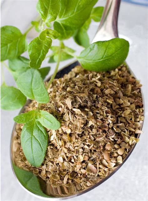 Fresh and Dried Oregano / Origanum Vulgare Stock Image - Image of ...