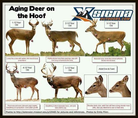 Aging Deer Chart | Whitetail deer hunting, Quail hunting, Deer hunting