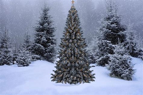 Hơn 5000 mẫu Background Christmas Tree Snow Đầy hứng khởi