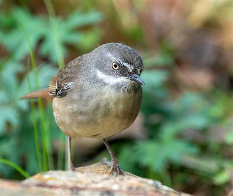 White-browed Scrubwren (Sericornis frontalis frontalis) | Flickr