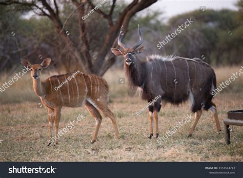 Nyala Antelope: Over 3,221 Royalty-Free Licensable Stock Photos ...