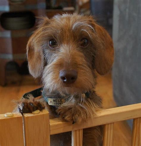 Willow Springs Miniature Wirehaired Dachshunds | Dachshund puppies, Wire haired dachshund ...