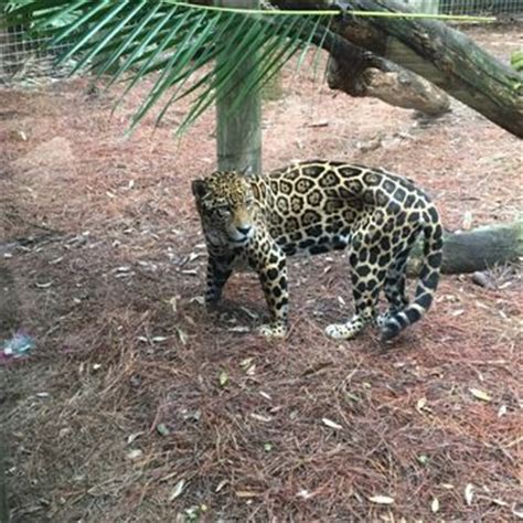 Brevard Zoo - 260 Photos & 111 Reviews - Zoos - 8225 N Wickham Rd ...