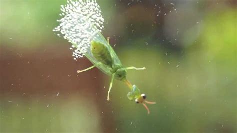 Insect Laying Eggs (Probably a Green Lacewing) | Insects, Lacewing, Egg ...