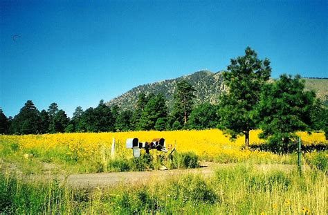 Munds Park, AZ Guide | Search Flagstaff & Sedona Real Estate