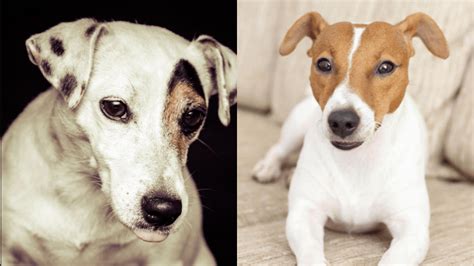 Jack Russell Terrier Colors [Color Options, Coats, & Markings]