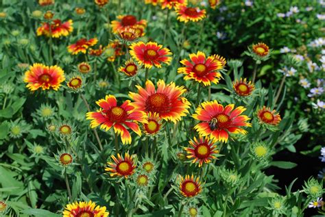 Gaillardia x grandiflora "Goblin" (Blanket Flower) | Flower seeds, Heat tolerant flowers, Perennials