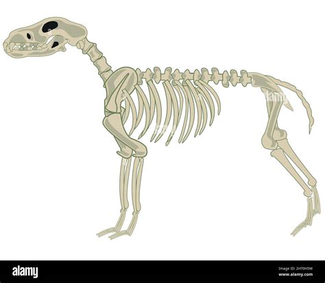 Vector illustration of the skeleton animal dog cartoon Stock Vector ...