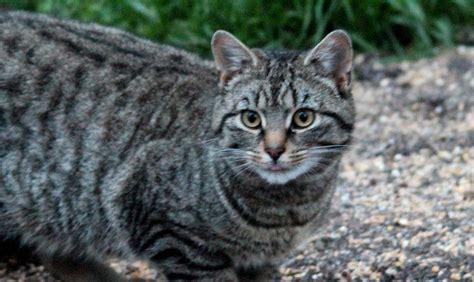 Wildcat Conservation - Ray Collier - Wildlife in the North - Wilderness ...