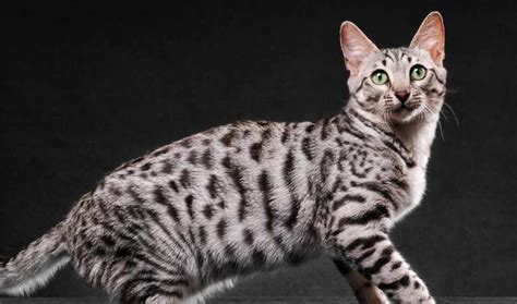 Silver Bengal Cats