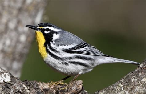 Yellow-throated Warbler - FeederWatch